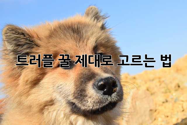 트러플 꿀, 제대로 고르는 법!